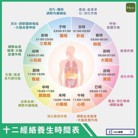 十二經絡養生時間表|《黃帝內經》十二經絡/奇經八脈養生資料庫